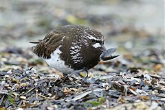 Black Turnstone